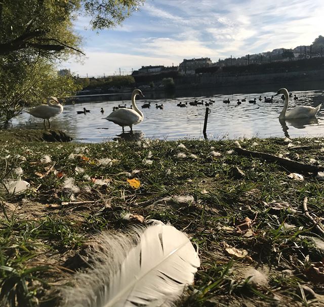 Le matin, quand je marche le long de la Seine, je croise des signes. Heu... des cygnes ! J’habite en ville mais je me sens si souvent à la campagne tellement il y a la nature partout !  #lebonheurestenbanlieue #cygne #signe #marrant