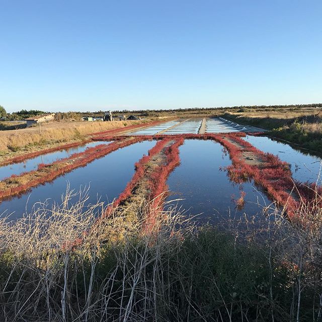 Quelques photos de notre virée en vélo dans les marais salants de l’île de Ré. Temps magnifique et paysages trop mignons ! #ilederé #maraissalants #charantemaritime #france