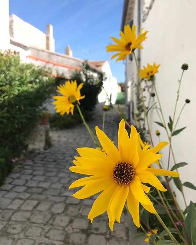 Photo de fleur jaune dans une rue aux maison blanche et ciel bleu 