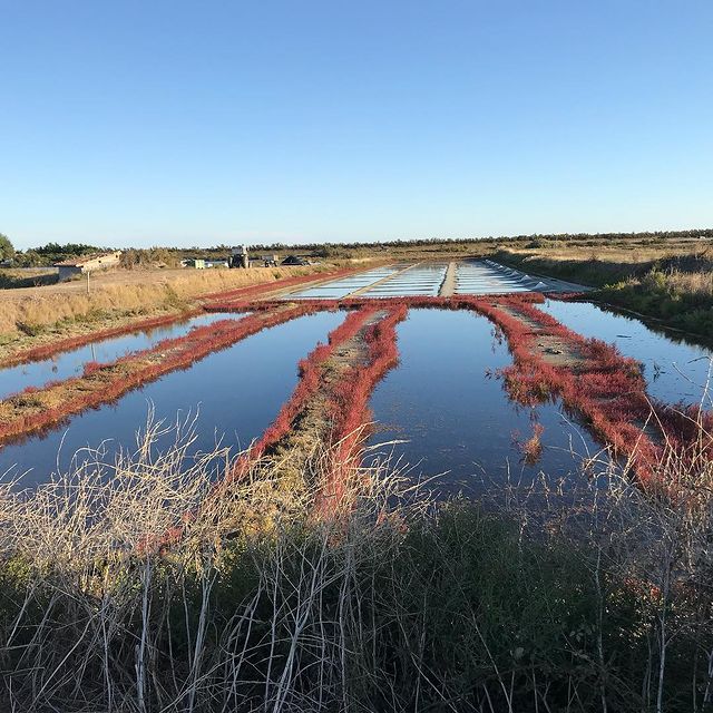 Champ de sel sur l'ile de Ré Ciloubidouille