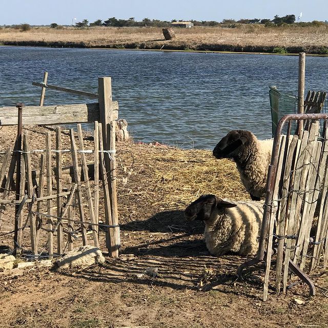 Moutons dans des marais salant Ciloubidouille