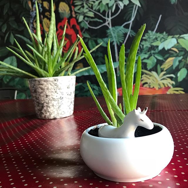 Mes premières boutures. Je ne sais même pas si c’est le bon mot à vrai dire. J’ai pris les bébés Aloe vera pour les replanter dans un autre pot. Il y a du potentiel pour d’autres implants mais je vais chercher d’abord de jolis pots ^^. #urbanjungle #mesplantes #aloevera #licorne