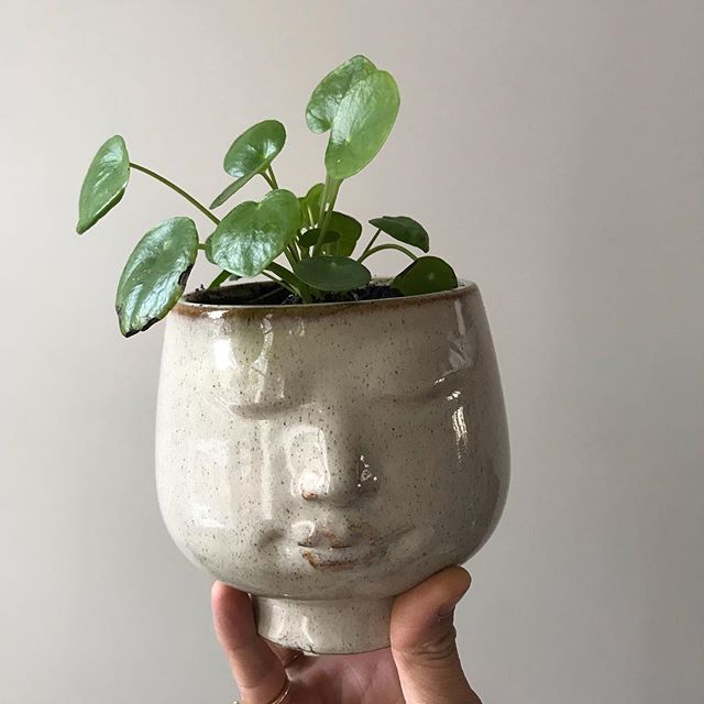 Comme je le dis dans ma storie, ce petit pot qui accueille désormais mon Pilea a eu un autre destin pour Halloween. Vous pouvez le voir en photo 3 :) #pilea #urbanjungle #jardindhiver #mesplantes