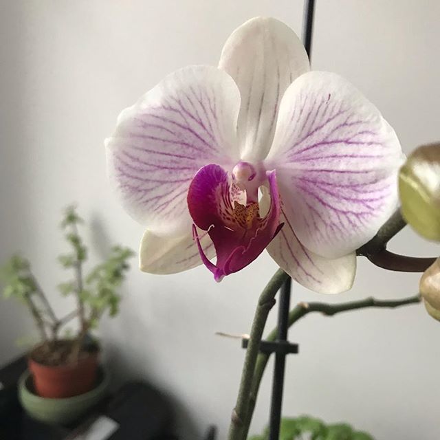 Dans les choses qui eclosent dans ma vie en ce moment, il y a cette orchidée. Je n’y vois aucun signe mais beaucoup de beauté. Bon dimanche à tous. Moi je vais bosser pour @les_ateliers_de_la_renarde_ ;)