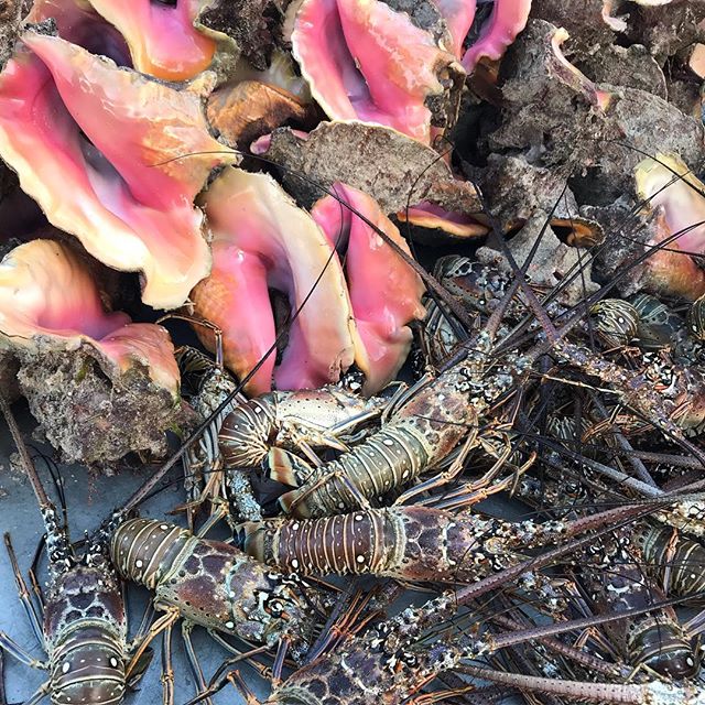 Langoustes et lambis... deux fruits de mer de saison. Le lambi est ce coquillage rose qui contient un gros mollusque très apprécié aux Antilles. C’est un mets de choix aussi prisé et luxueux que la langouste. Beaucoup trop pêché, il est maintenant rangé dans les espèces protégées. Les douanes surveillent aussi l’exportation de son nacre :). #guadeloupe #antilles #aircaraibes #fruitsdemer