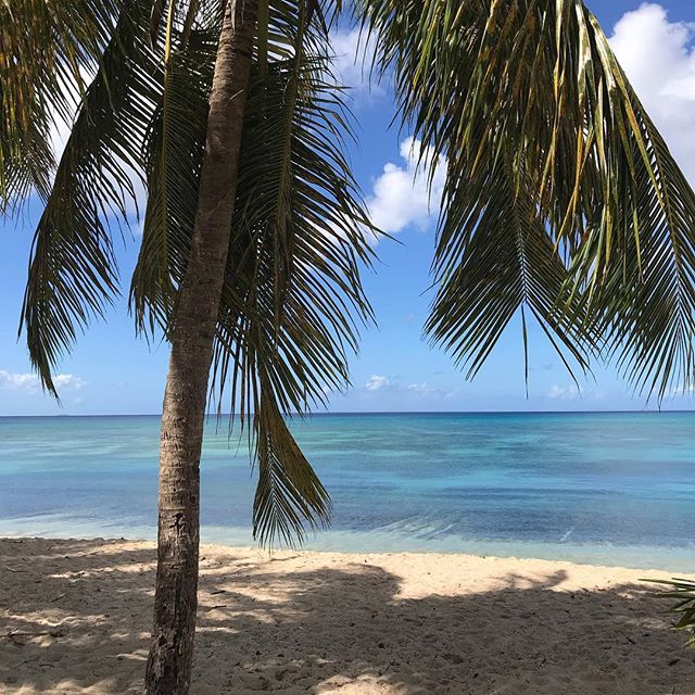 Photos de cartes postales... La jolie plage du souffleur en Guadeloupe. Une eau magnifique, un banc de sable lumineux, des cocotiers... le cliché qui fait du bien quand tu le rencontres. #guadeloupe #aircaraibes #plagedusouffleur
