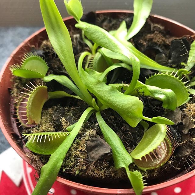 Saturation d'instagram ? 1 plante carnivore ?