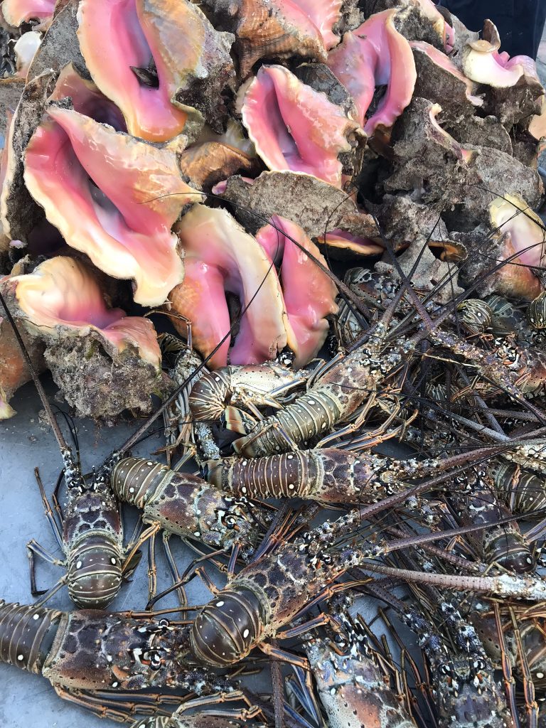 Voyage en Guadeloupe lambi langouste