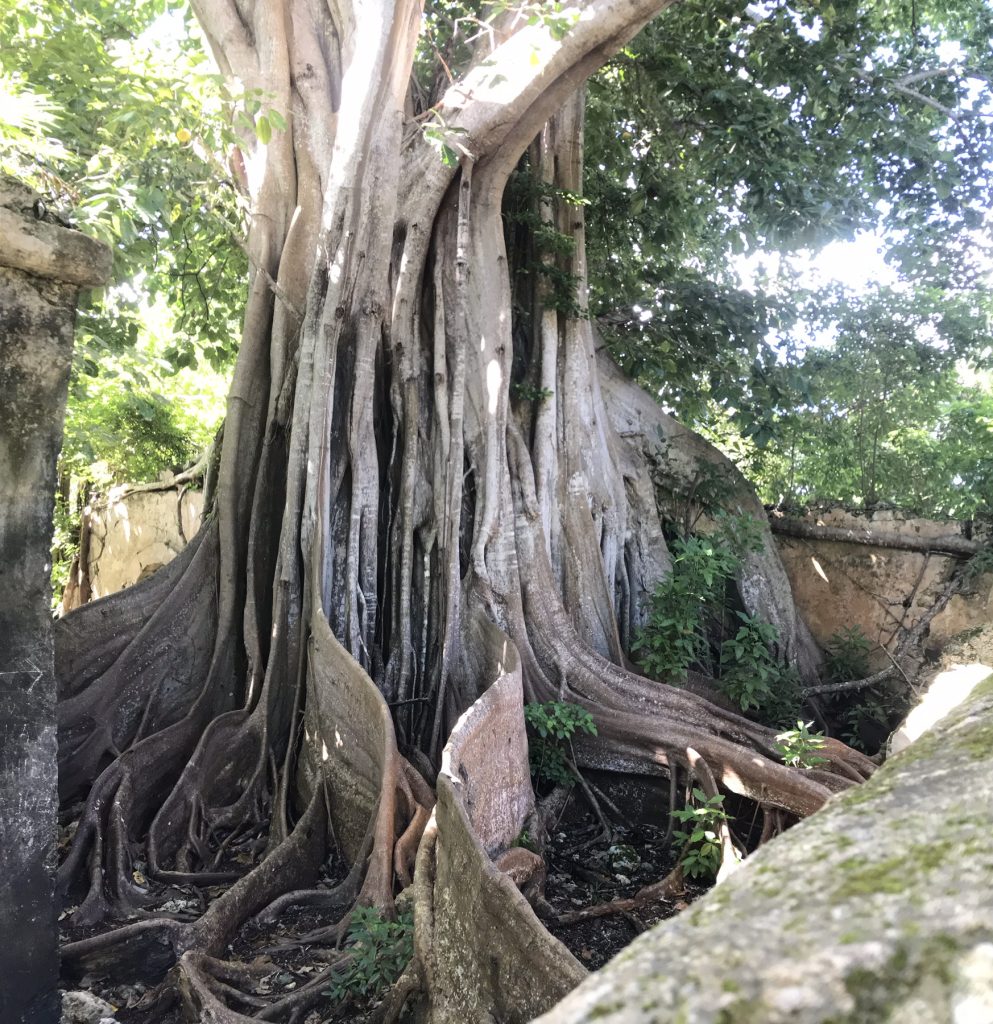 prison de Petit Canal en Guadeloupe figuier maudit