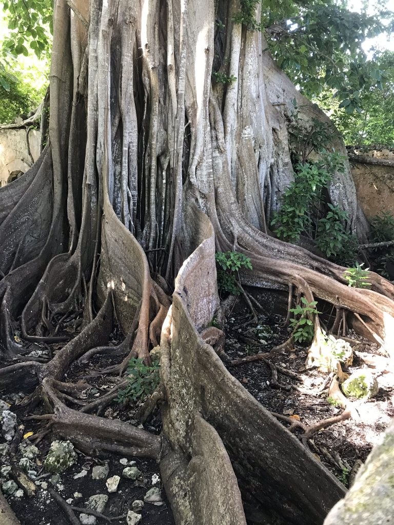 figuier maudit guadeloupe