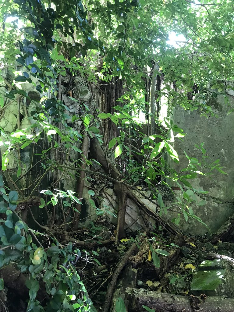 Voyage en Guadeloupe 27 IMG 1396