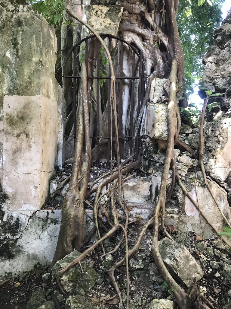 prison de Petit Canal en Guadeloupe le figuier qui envahit la prison