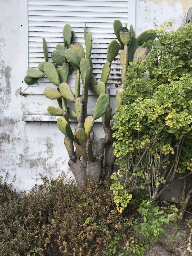 cactus de guadeloupe cactus