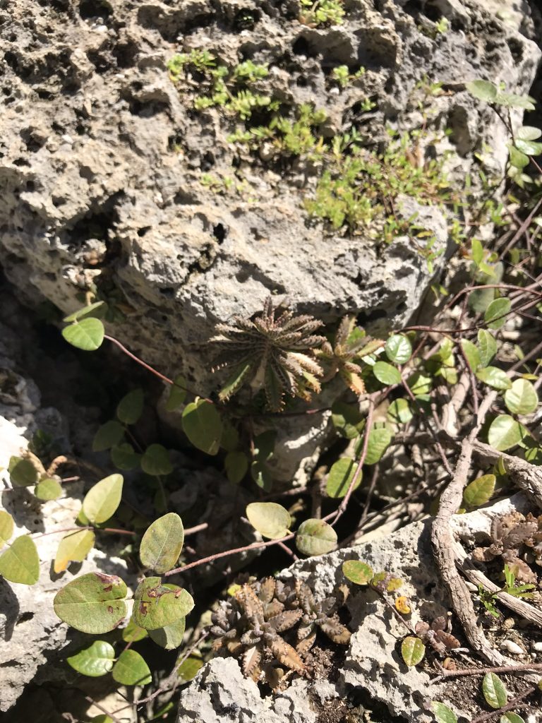 flore littoral sèche