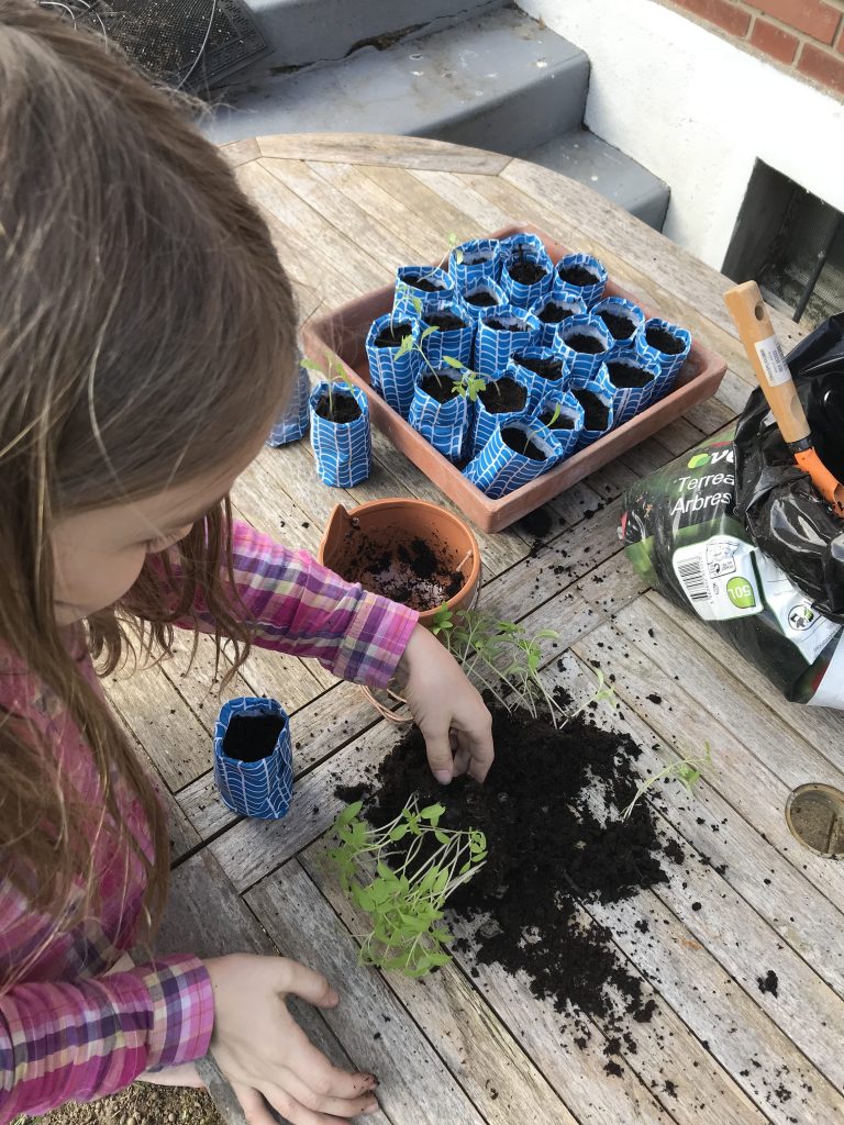 dégager les plants de tomates