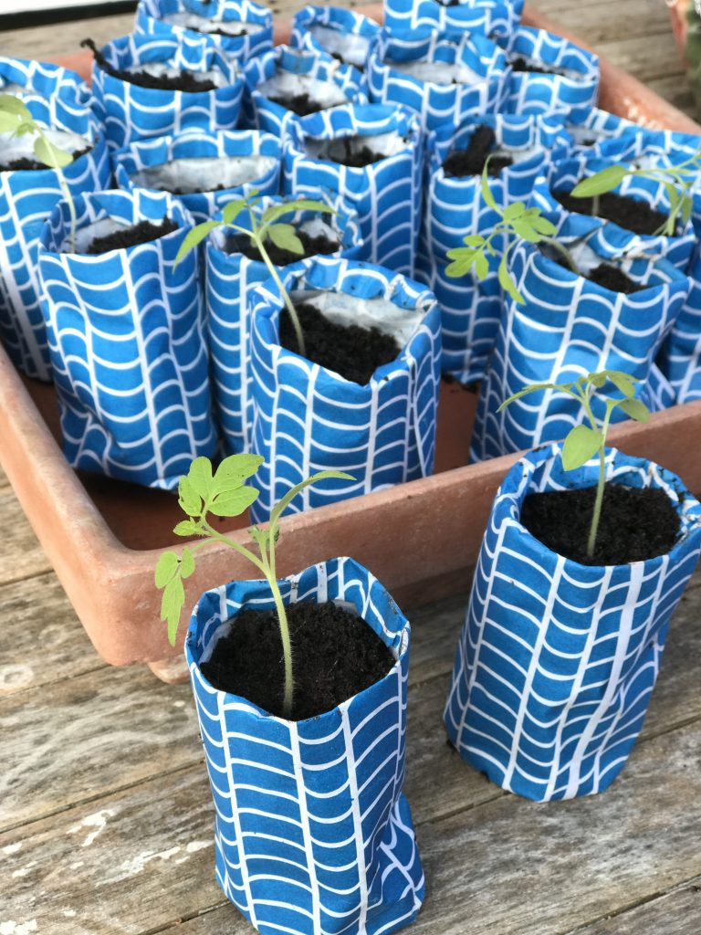 pots en papier pour plantation