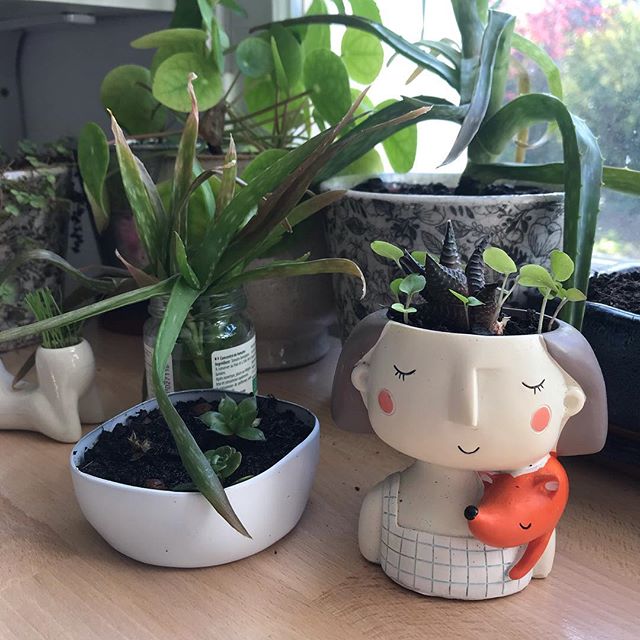 Mes petites plantes. Je connais rarement leurs noms. Je ne sais pas toujours comment leur apporter le meilleur pour elles. Je les change de lumière, de pot, je varie les arrosages, je note les progrès, je m’inquiète des feuilles rabaissées. Et plus je m’occupe d’elles, plus je me dis que j’agis de la même manière avec mes enfants. J’essaye. Je regarde. J’ajuste. Il n’y pas de chemins bien balisés, de livres avec la science infuse. Il n’y a que le regard et l’envie de les voir pousser à leur façon, de les accompagner comme je peux. Je suis curieuse de ce qu’ils deviennent et j’accepte de ne pas bien les connaitre parfois. Je suis bêtement là pour eux. C’est ma seule science et mon immense joie. #philosophiedejardin #parenthood #parentalité #urbanjungle #urbanjungleblog