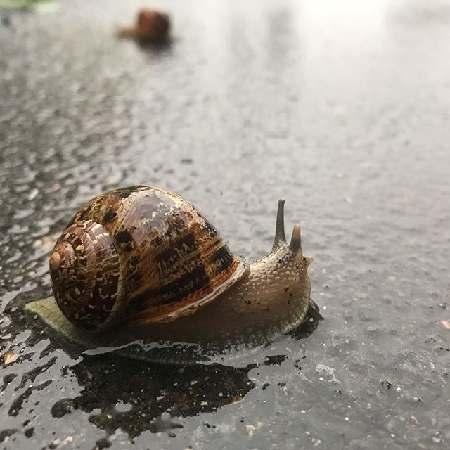 Escargots dans l'eau 1 Escargot sous la pluie