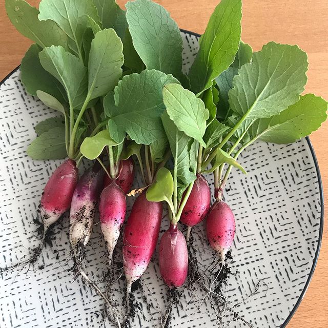 8 radis du jardin sur une assiette