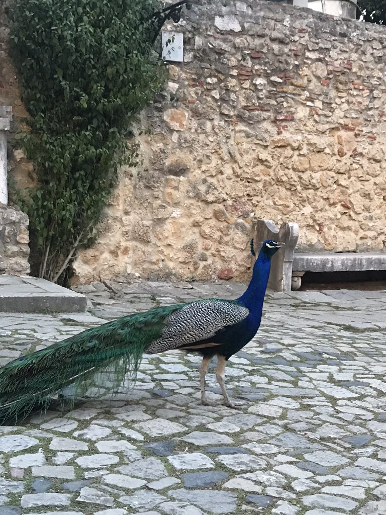 paon du chateau saint george lisbonne