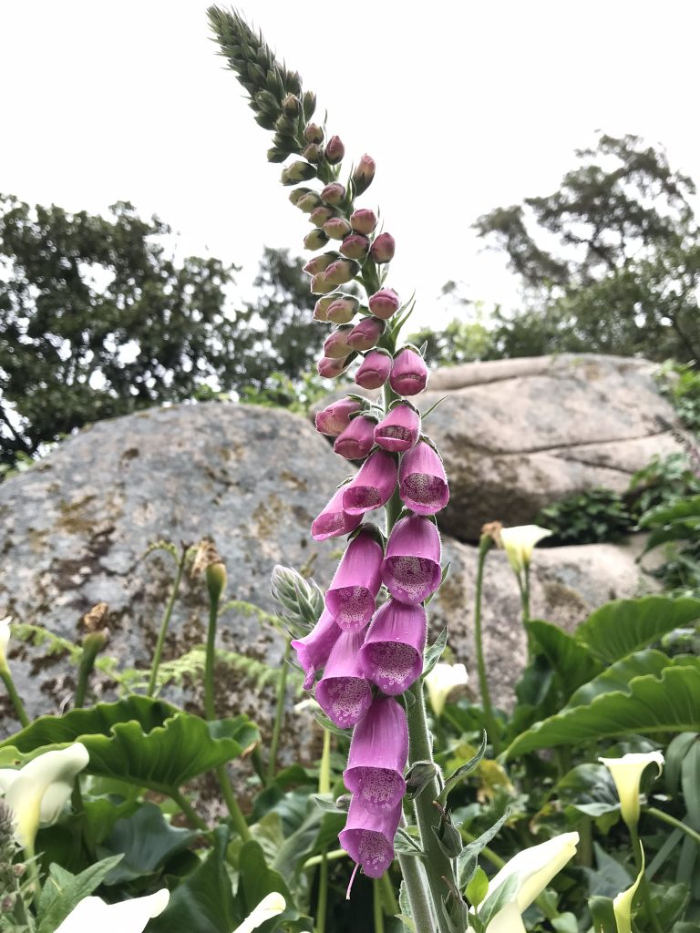 alentours de Lisbonne sintra chemin de pena