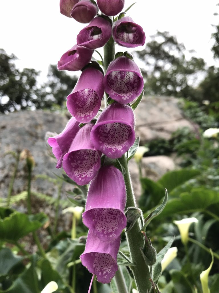 alentours de Lisbonne sintra chemin de pena