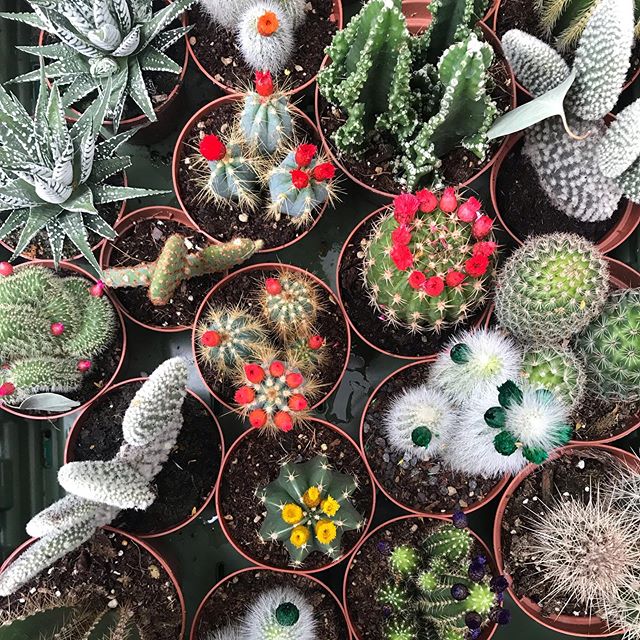 Florilège de cactus chez jardinsjardin 1 cactus de chez jardinsjardin