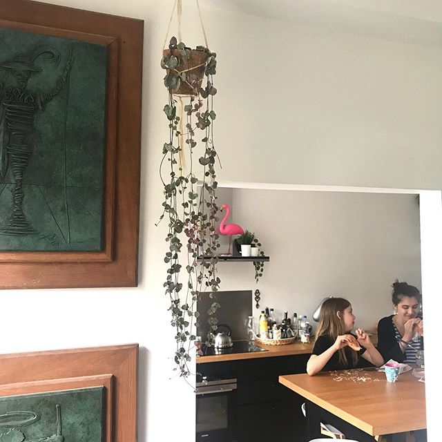 Mes belles plantes. J’adore les entendre papoter. Là Maëlle parle des publicités à Siloë, celles qu’on voit à la tv. Comme ma dernière ne la regarde pas, elle ne connait aucune pub. Sa grande soeur lui fait réviser ses classiques ^^ ! #cilounewhome