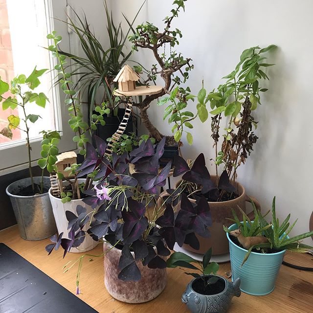 Le coin de ma cuisine que je préfère... J’y entasse bien trop de plantes mais elles me le rendent bien :) ! #urbanjungle #lesplantesdeciloubidouille #oxalis #aloevera #plantesvertes