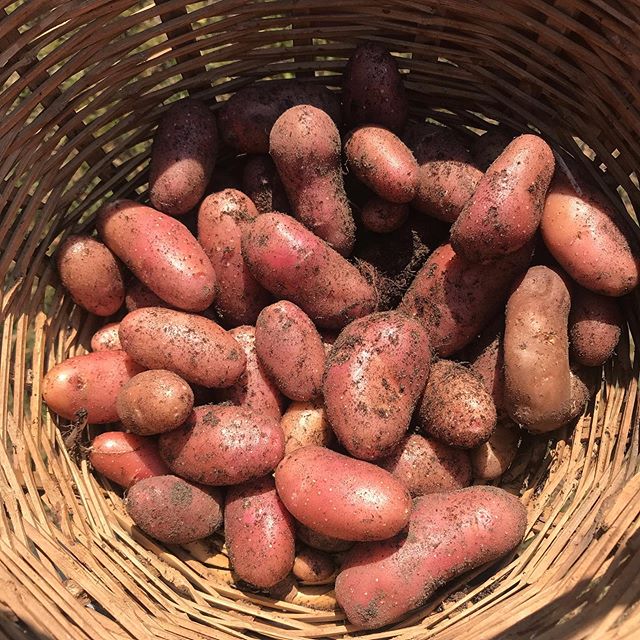 Récolte de patate maison