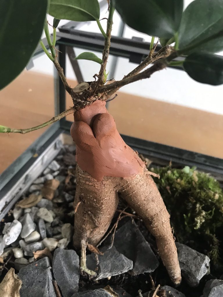 fabriquer une mandragore en ficus