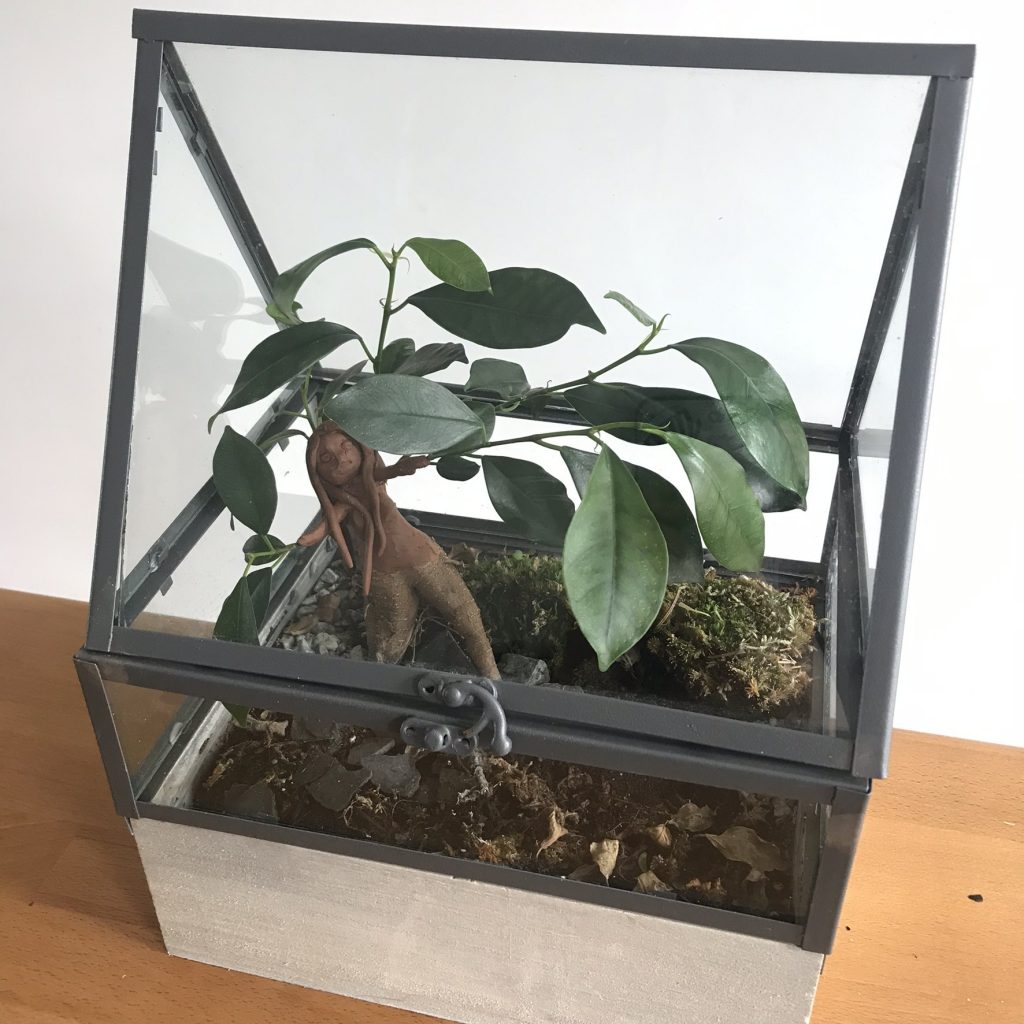 diy mandragore en captivité ficus