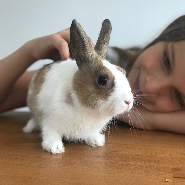 Je vous présente Nipalou, le lapin nain de Siloë (et de Maëlle, mais la grosse demande vient de ma petite dernière). Loiiiiiiin d’être un geste spontané, on est sur le « dossier » lapin depuis longtemps ! On ne voulait pas l’acheter en animalerie (ou l’acheter tout court). Alors on attendait que la ferme d’en face de la maison nous contacte en cas de bébé. La saison des amours n’ayant pas été fertile, je me suis tournée vers @leboncoin en quête d’un lapin dans le besoin d’une seconde famille. Après pas mal de recherches, on a fini par adopter Nipalou, un lapin nain mâle de 1 an. Il dort dehors, c’était ma condition sine qua non. J’ai récupéré deux des clapiers en béton de ma grand-mère qui élevait ses lapins pour les manger. Et là, on s’organise pour qu’il puisse régulièrement se dégourdir les pattes. Je vais installer un enclos mais je me demande pour la hauteur. Ca saute haut ? Ca creuse profondeur ? Quels sont vos conseils (bouffe, aménagement de sa cage, coin propreté, manipulation de la bête, jeux...) pour nous aider à offrir une chouette vie à Nipalou ? #lapinnain #lapin #nipalou #adopterunlapin