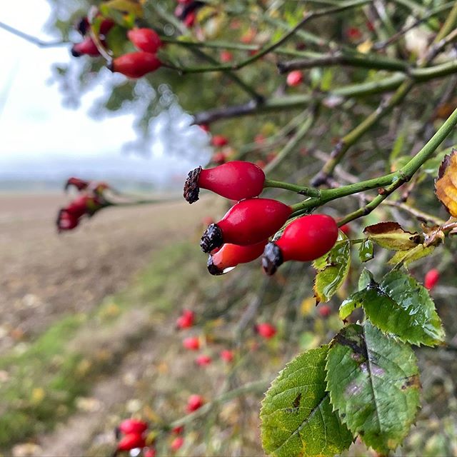 Souvenirs de ma promenade dominicale sous la pluie. Le mauvais temps ne m’empêche jamais de sortir ni de dégainer mon téléphone pour figer le joli. J’ai regardé, tous les mois, je fais 600 photos en moyenne. Beaucoup plus si je pars en vacances. Ca me prend du temps pour trier, pour stocker mais je ne regrette rien, car je les utilise pour plein de choses : instagram, mon blog, les messages qu’on envoie à la famille et aux amis, les photos que j’imprime tous les mois... là aussi, ce n’est pas écolo, je le sais bien. Mais parfois, on peut mesurer ce qu’on fait simplement à l’aune de la joie que tout ceci nous procure. Non ?