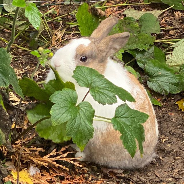 C’était la mission de Elouan et de son cousin pour les vacances. Aidés par ma soeur, ils ont construit l’enclos de Nipalou, notre lapin nain. Tout le monde est content de le voir gambader dans ses 10 mètres carrés de villégiature, lui le premier. On va maintenant observer si il est du genre à creuser ou à sauter très haut, auquel cas on avisera sur les consolidations à apporter à sa cabane. Mais pour le moment, il ne fait que la tondeuse :). #nipalou #lapinnain #enclos #lapin #animauxmignons