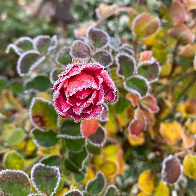 Les roses gelées du jardin 