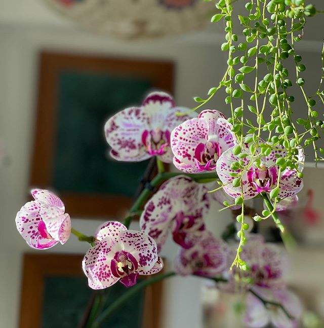 orchidées