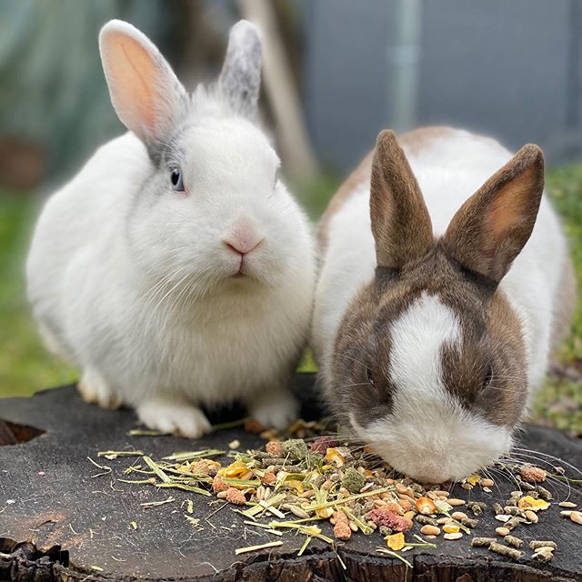 Lapins nains