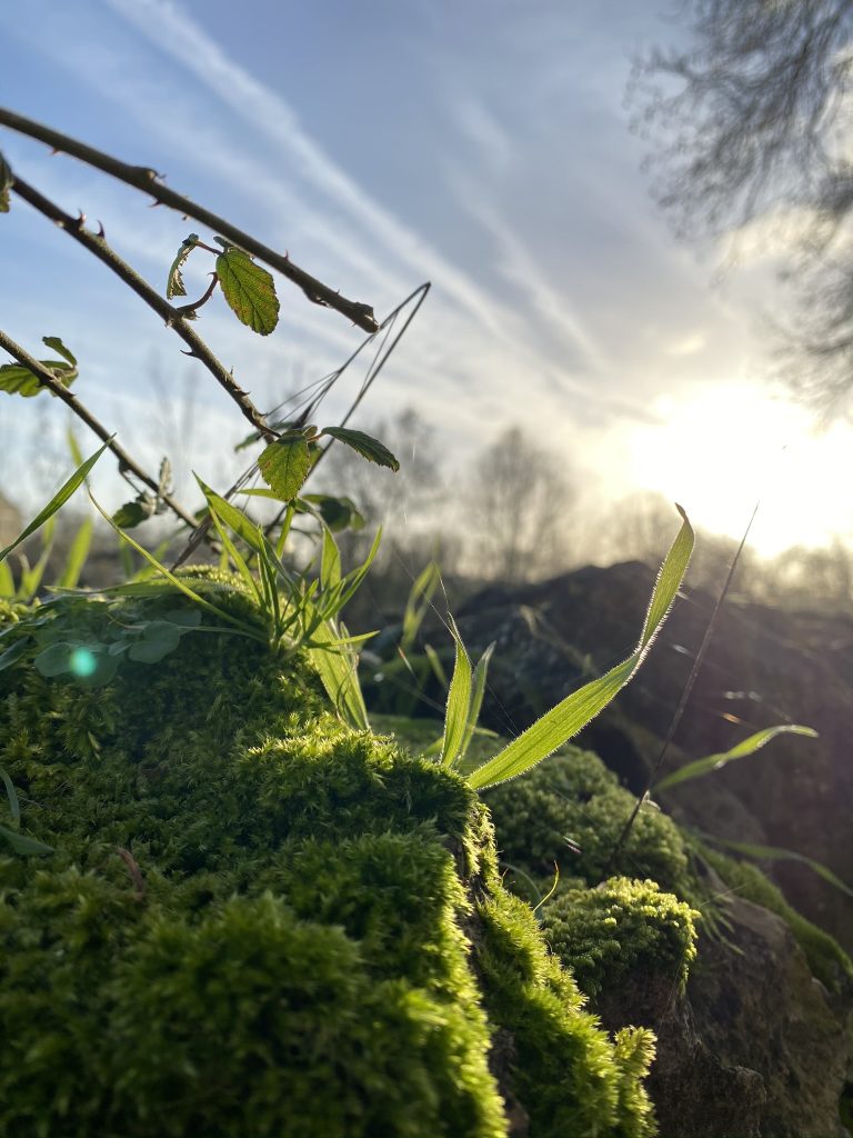 mousse soleil lumière autosuffisance