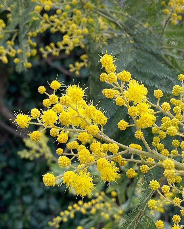 Mimosa du jardin - C’est mon amie @pouce_net qui me l’a offert quand on a emménagé. Je l’avais planté près de la maison. Sous vos conseils, je l’ai déménagé au fond du jardin parce qu’il parait que ses racines sont puissantes et peuvent causer des dégats. En tout cas, je l’adore et sa touche de jaune ravit mes yeux ! #mimosa #lesplantesdeciloubidouille