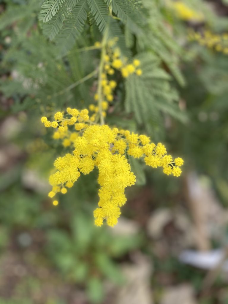 Fleurs de mimosa, photo de près. 