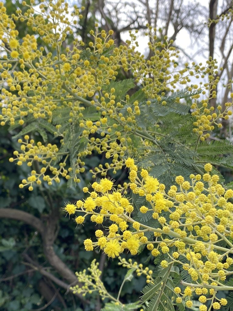 mimosa