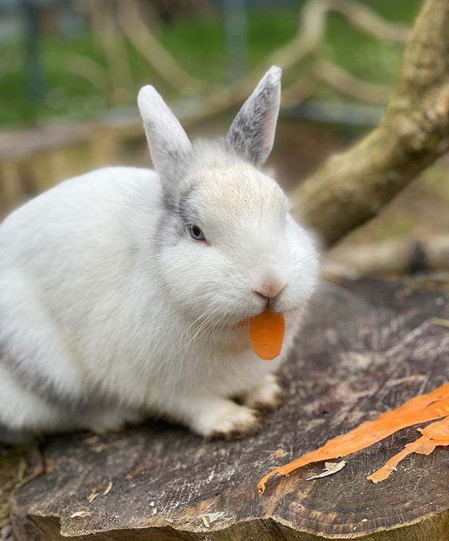 Nourrir le lapin nain - Cunipic