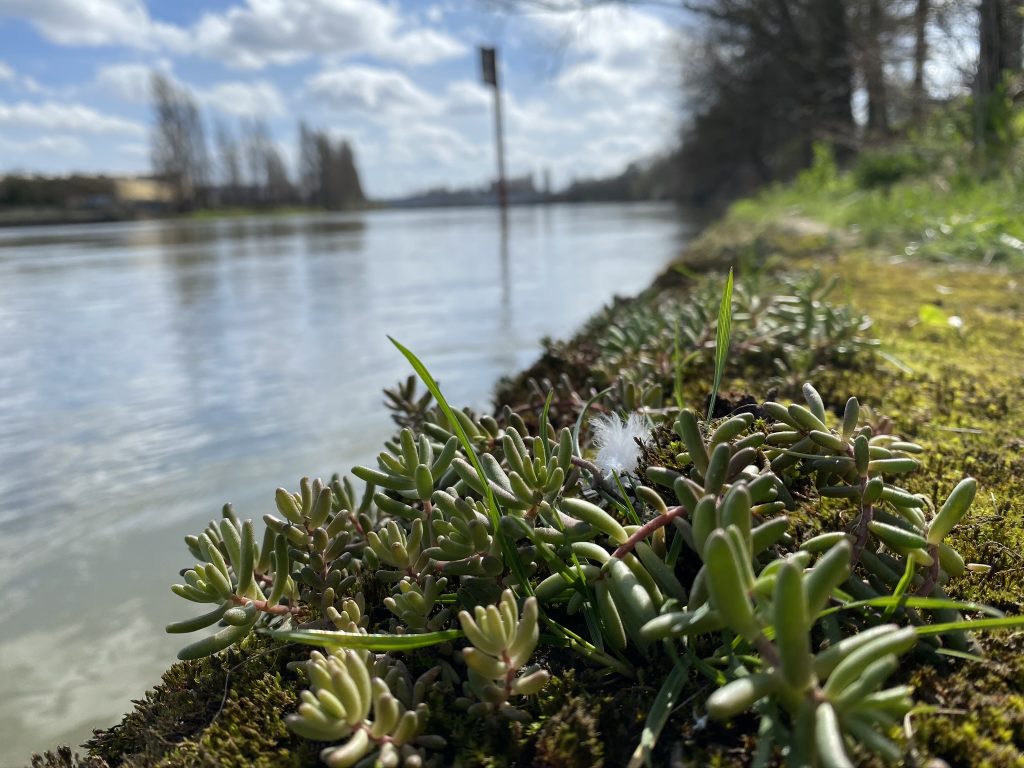 bord de seine