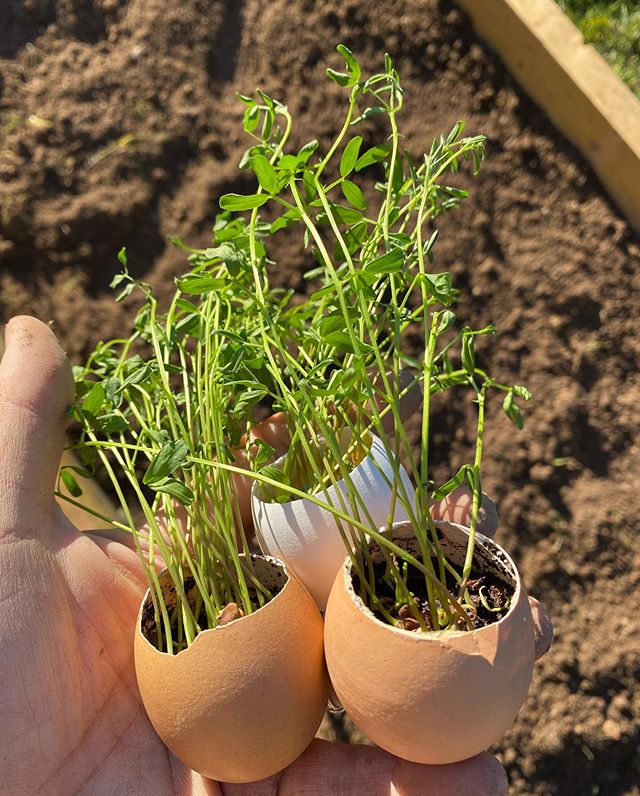 Cultiver des lentilles germées