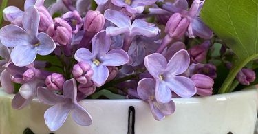 bouquet de lilas