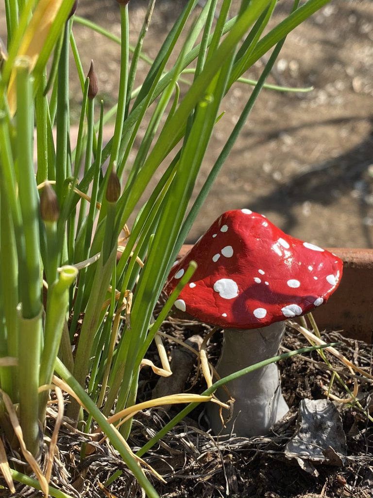 champignon argile durcissant