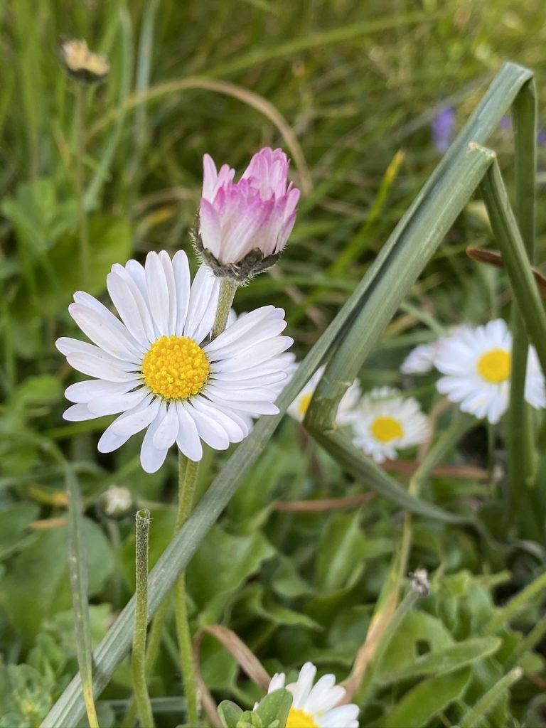 pâquerette comestible du jardin