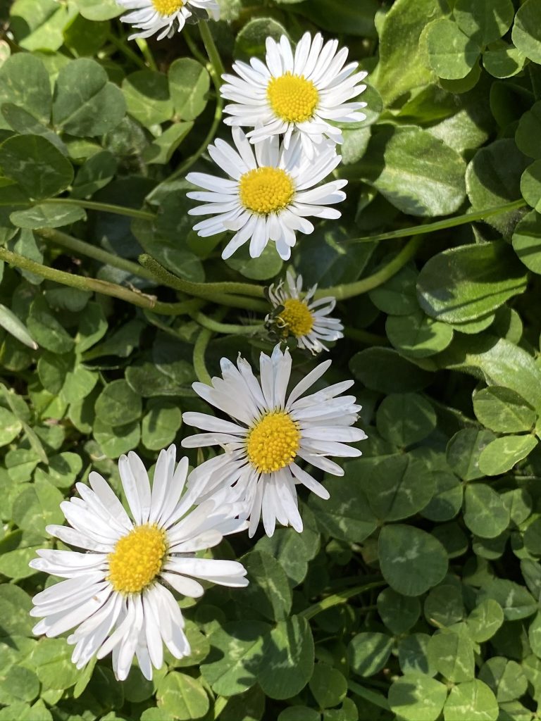 pâquerette du jardin