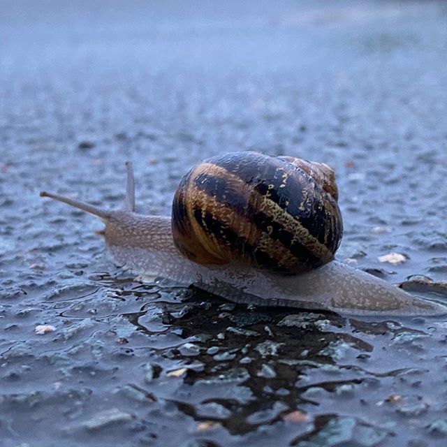 Confinée comme un escargot